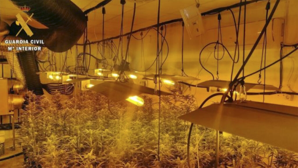Detenidos por drogas, plantación de marihuana