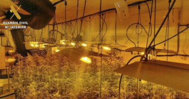 Detenidos por drogas, plantación de marihuana