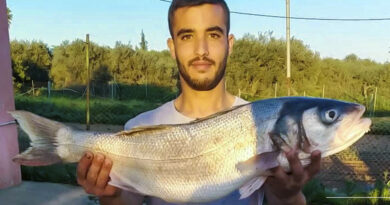 pesca en el Guadalquivir una lubina de casi 5 kilos