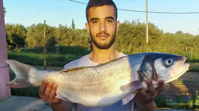 pesca en el Guadalquivir una lubina de casi 5 kilos