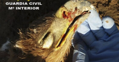 Águila Imperial tiroteada