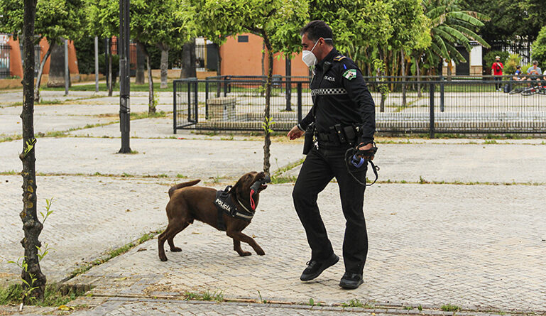 Kilo un labrador contra el menudeo de Bormujos
