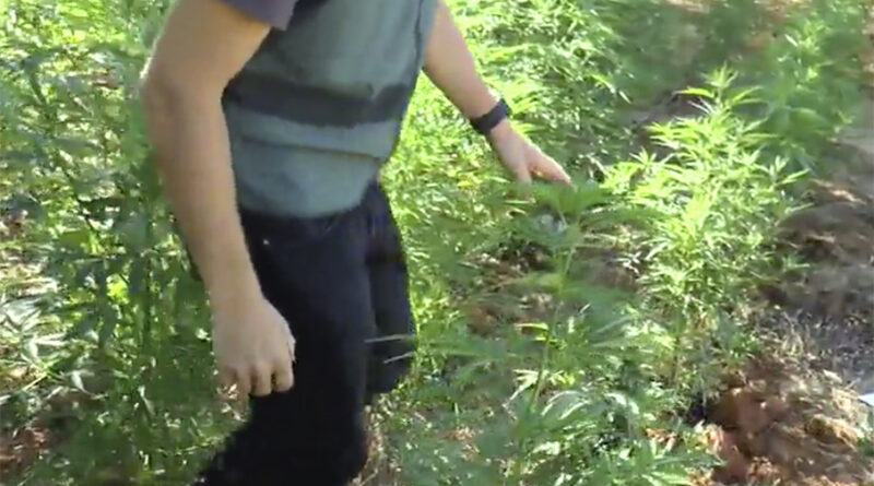 Tres detenidos en esta plantación de marihuana en Almensilla