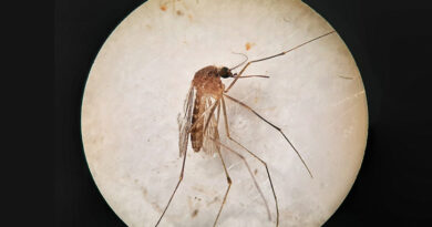 Mosquito monitorizado por el CSIC