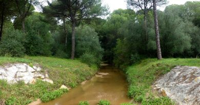 Hallan en un arroyo de Bollullos el cuerpo sin vida de la mujer de Tomares