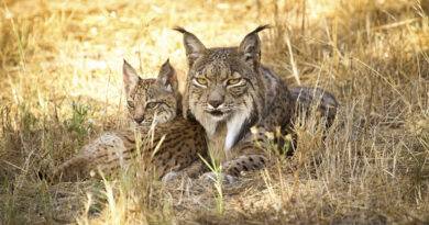 La Junta de Andalucía convenía para crear una población de lince ibérico