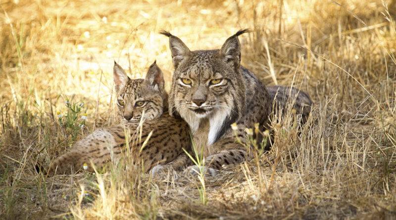 La Junta de Andalucía convenía para crear una población de lince ibérico