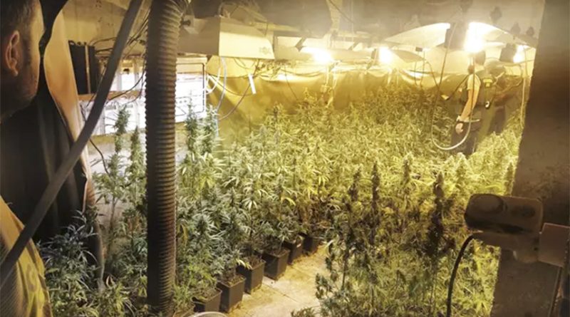 Tres detenidos en Mairena con 468 plantas de marihuana