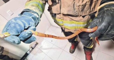 Los Bomberos del Aljarafe capturan en Gelves una serpiente