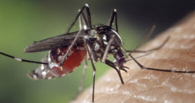 Salud detecta el virus del Nilo en mosquitos de La Puebla del Río
