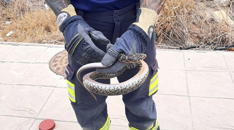 Activados los Bomberos del Aljarafe por una culebra en Mairena