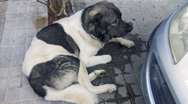 Bormujos pone a disposición del Aljarafe el refugio de animales