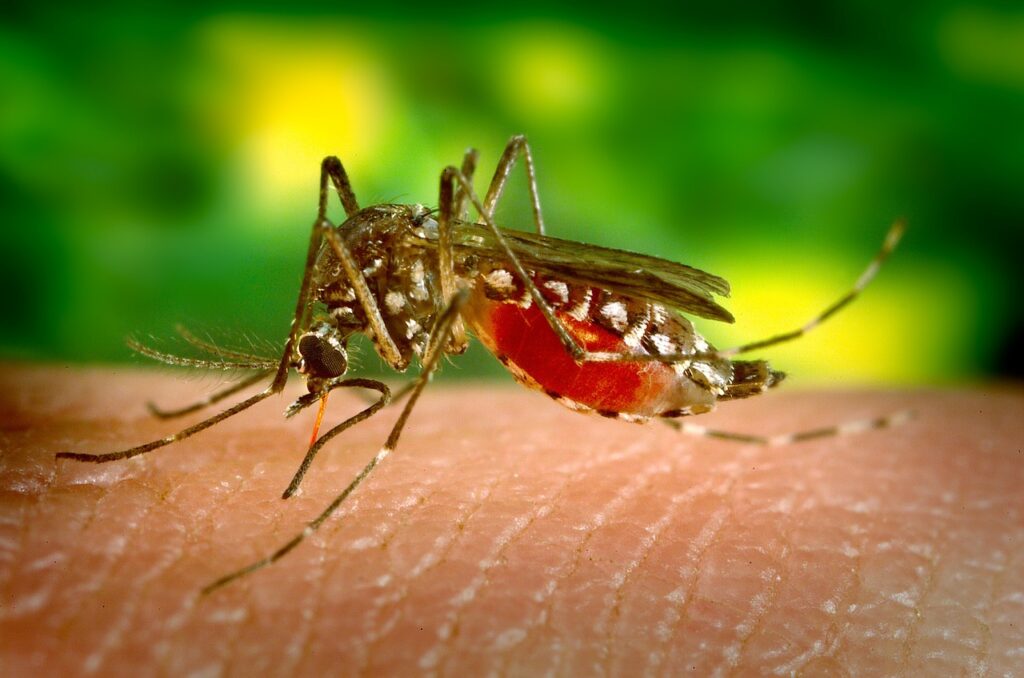 La Junta confirma cuatro nuevos casos de virus del Nilo en la provincia de Cádiz
